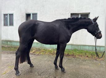Tysk sporthäst, Sto, 4 år, 165 cm, Svart