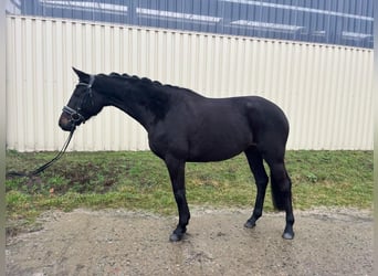 Tysk sporthäst, Sto, 4 år, 165 cm, Svart