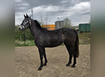 Tysk sporthäst, Sto, 4 år, 166 cm, Grå