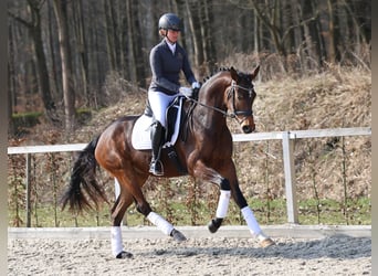 Tysk sporthäst, Sto, 4 år, 167 cm, Brun