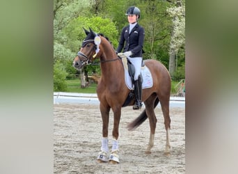 Tysk sporthäst, Sto, 4 år, 167 cm, fux