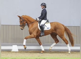 Tysk sporthäst, Sto, 4 år, 168 cm, fux