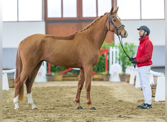 Tysk sporthäst, Sto, 4 år, 168 cm, fux