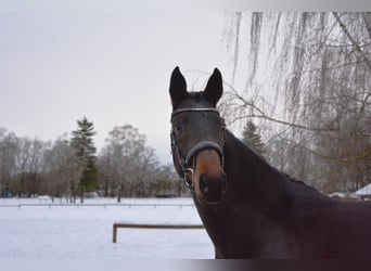 Tysk sporthäst, Sto, 4 år, 168 cm, Mörkbrun