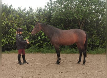 Tysk sporthäst, Sto, 4 år, 169 cm, Mörkbrun