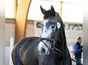 Tysk sporthäst, Sto, 4 år, 170 cm, Grå-mörk-brun