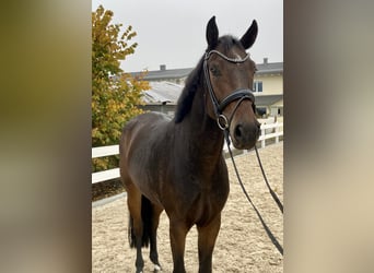 Deutsches Sportpferd, Stute, 4 Jahre, 170 cm, Schwarzbrauner