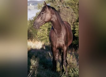 Tysk sporthäst, Sto, 4 år, 170 cm, Svart