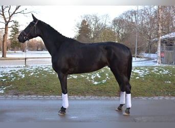 Tysk sporthäst, Sto, 4 år, 170 cm, Svart