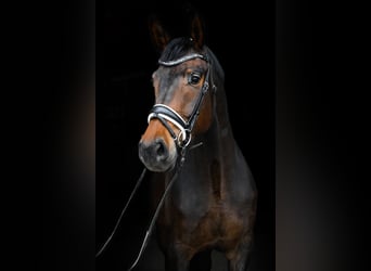 Tysk sporthäst, Sto, 4 år, 177 cm, Brun