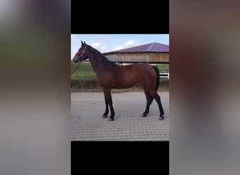 Tysk sporthäst, Sto, 4 år, Brun
