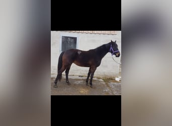 Tysk sporthäst, Sto, 4 år, Mörkbrun