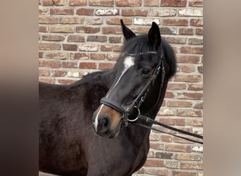 Tysk sporthäst, Sto, 5 år, 160 cm, Svart
