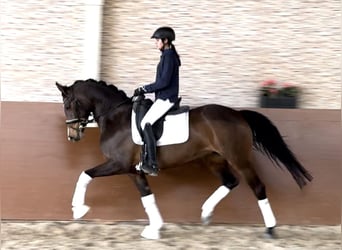 Tysk sporthäst, Sto, 5 år, 161 cm, Mörkbrun