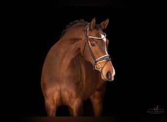 Tysk sporthäst, Sto, 5 år, 161 cm, Mörkbrun