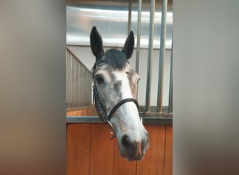 Tysk sporthäst, Sto, 5 år, 162 cm, Grå