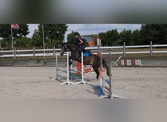Tysk sporthäst, Sto, 5 år, 162 cm, Grå