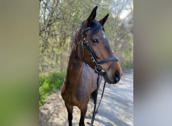 Tysk sporthäst, Sto, 5 år, 164 cm, Brun