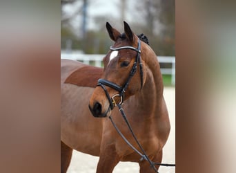 Tysk sporthäst, Sto, 5 år, 164 cm, Brun