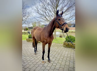 Tysk sporthäst, Sto, 5 år, 166 cm, Brun