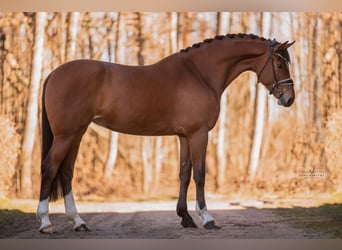 Tysk sporthäst, Sto, 5 år, 168 cm, Brun