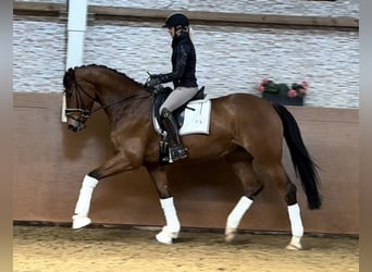Tysk sporthäst, Sto, 5 år, 168 cm, Brun