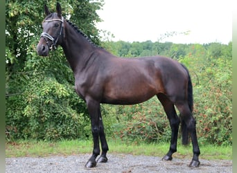 Tysk sporthäst, Sto, 5 år, 168 cm, Rökfärgad svart