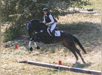 Tysk sporthäst, Sto, 5 år, 168 cm, Rökfärgad svart