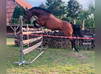 Tysk sporthäst, Sto, 5 år, 169 cm, Brun