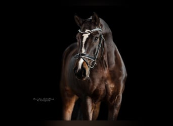 Tysk sporthäst, Sto, 5 år, 169 cm, Mörkbrun
