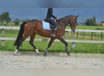 Tysk sporthäst, Sto, 5 år, 170 cm, Brun
