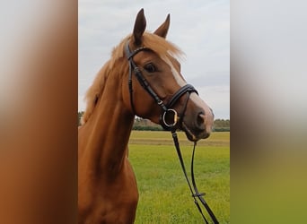 Tysk sporthäst, Sto, 5 år, 170 cm, fux