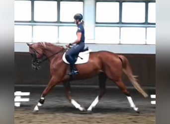 Tysk sporthäst, Sto, 5 år, 170 cm, fux