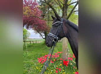 Tysk sporthäst, Sto, 5 år, 170 cm, Rökfärgad svart