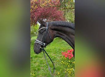 Tysk sporthäst, Sto, 5 år, 170 cm, Rökfärgad svart
