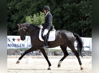Tysk sporthäst, Sto, 5 år, 170 cm, Svart
