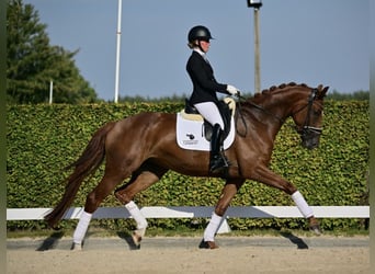 Tysk sporthäst, Sto, 5 år, 172 cm, Fux
