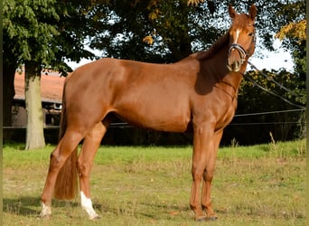 Tysk sporthäst, Sto, 5 år, 172 cm, Fux