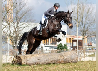 Tysk sporthäst, Sto, 5 år, 179 cm, Rökfärgad svart