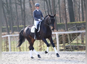 Tysk sporthäst, Sto, 5 år, 179 cm, Rökfärgad svart