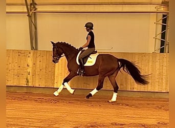Tysk sporthäst, Sto, 6 år, 164 cm, Brun