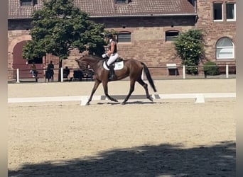 Tysk sporthäst, Sto, 6 år, 165 cm, Brun
