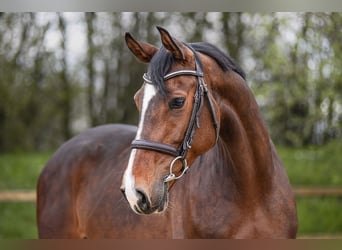 Tysk sporthäst, Sto, 6 år, 165 cm, Brun