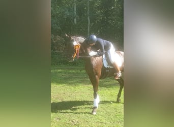 Tysk sporthäst, Sto, 6 år, 166 cm, Svart