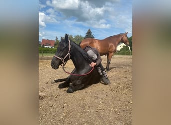 Tysk sporthäst, Sto, 6 år, 166 cm, Svart