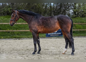 Tysk sporthäst, Sto, 6 år, 167 cm, Brun