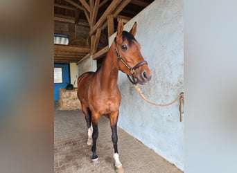 Tysk sporthäst, Sto, 6 år, 168 cm, Brun