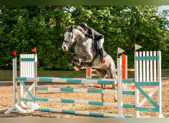 Tysk sporthäst, Sto, 6 år, 168 cm, Grå