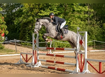 Tysk sporthäst, Sto, 6 år, 168 cm, Grå