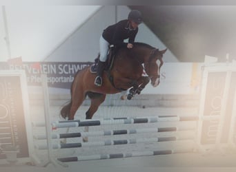 Tysk sporthäst, Sto, 6 år, 168 cm